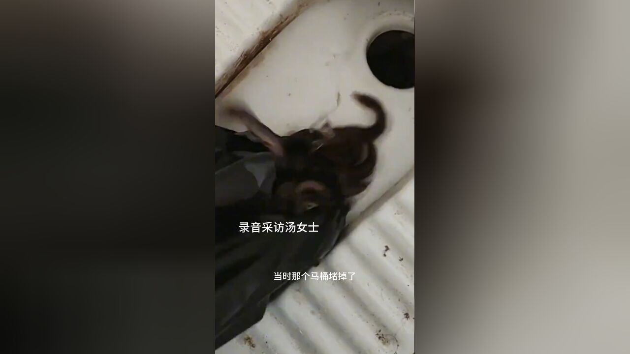 女子家中厕所堵塞,将两斤泥鳅倒进下水道疏通