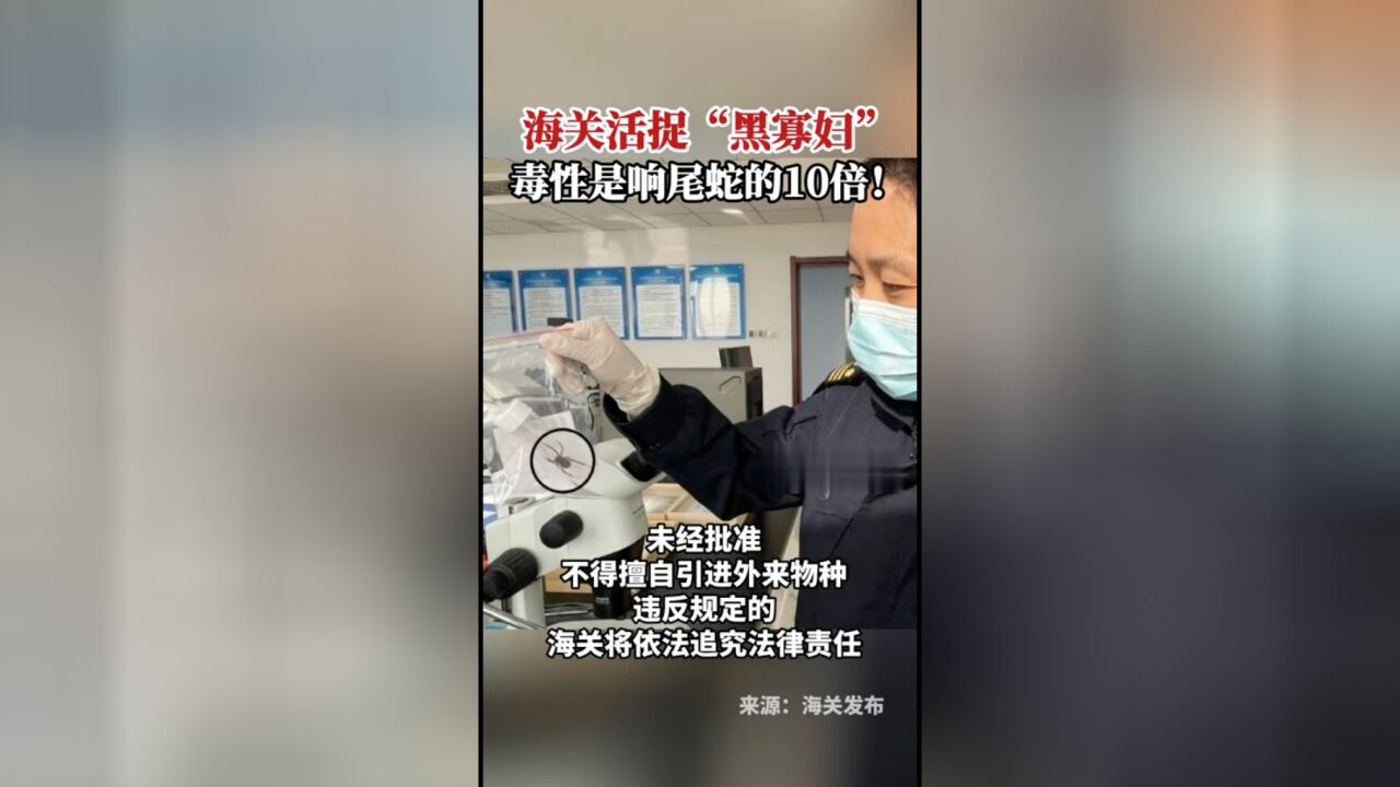 海关活捉“黑寡妇”,毒性是响尾蛇的10倍!