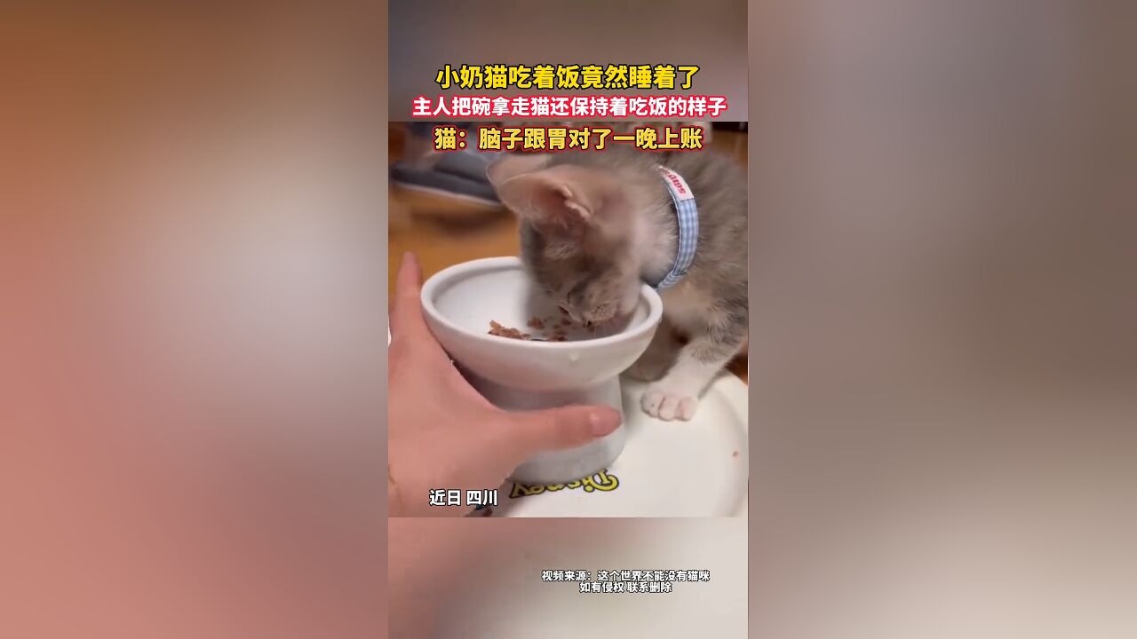 小奶猫吃着饭竟然睡着了,主人把碗拿走猫还保持着吃饭的样子,猫:脑子跟胃对了一晚上账