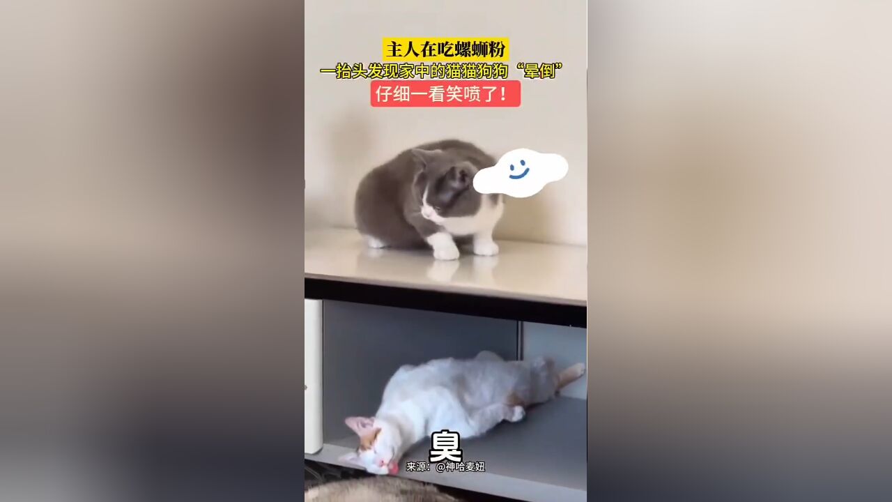 主人在吃螺蛳粉,一抬头发现家中的猫猫狗狗闻味晕倒呕吐