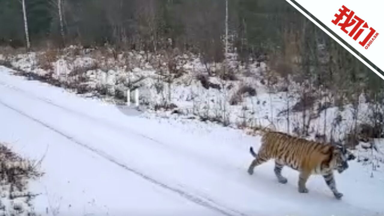 监控拍下野生东北虎雪后上路“遛弯”雪地上留下巨大爪印