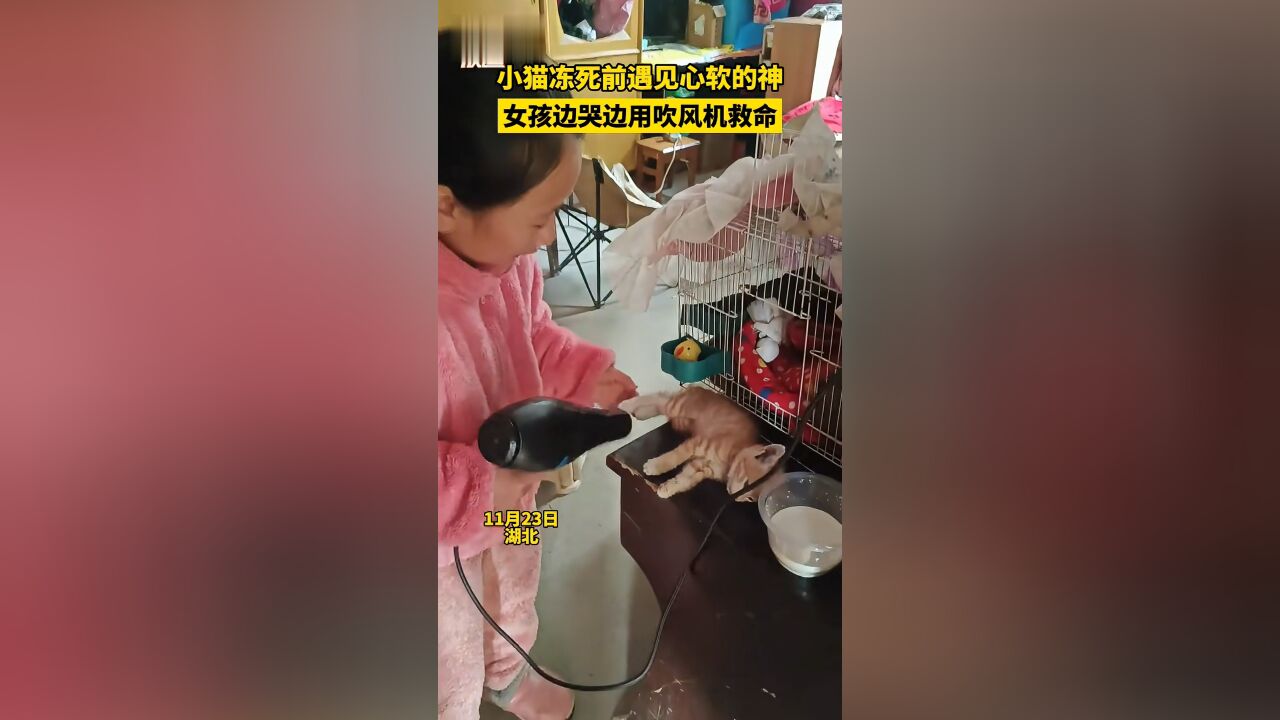 小猫冻死前遇见心软的神,女孩边哭边用吹风机救命