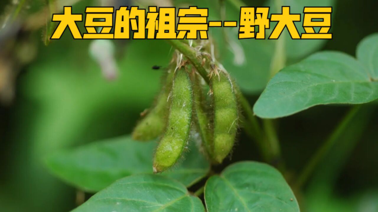 大豆的祖宗野大豆你见过吗?