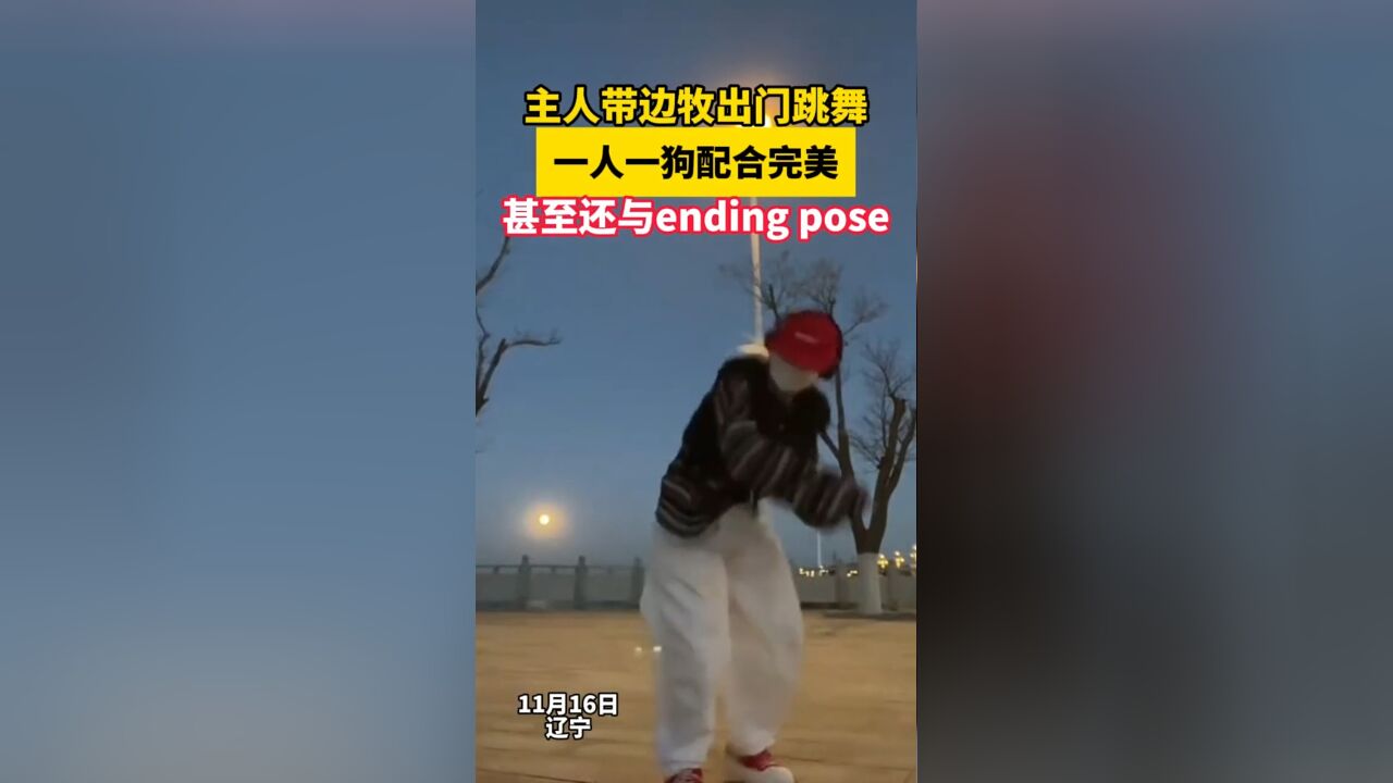 主人带边牧出门跳舞,一人一狗配合完美,甚至还与ending pose