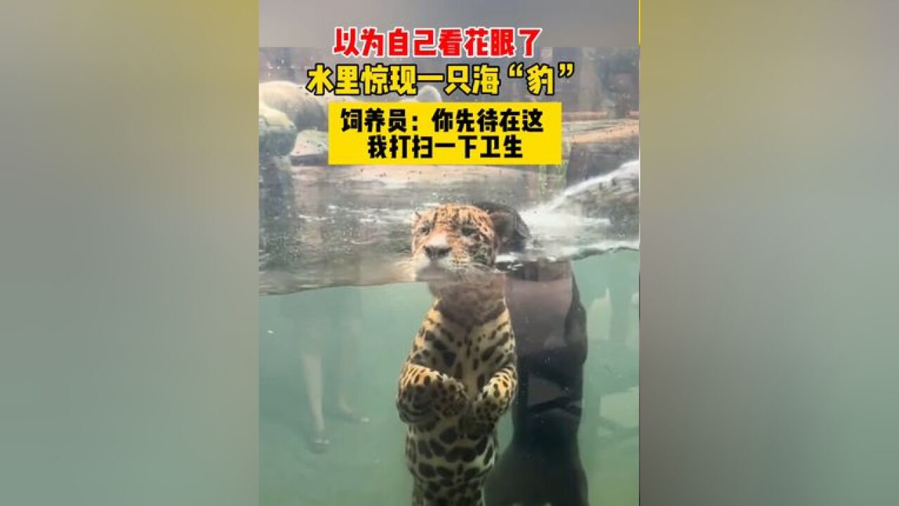 水里惊现一只海“豹”,饲养员去打扫卫生了,动物们被集合在一个屋子里