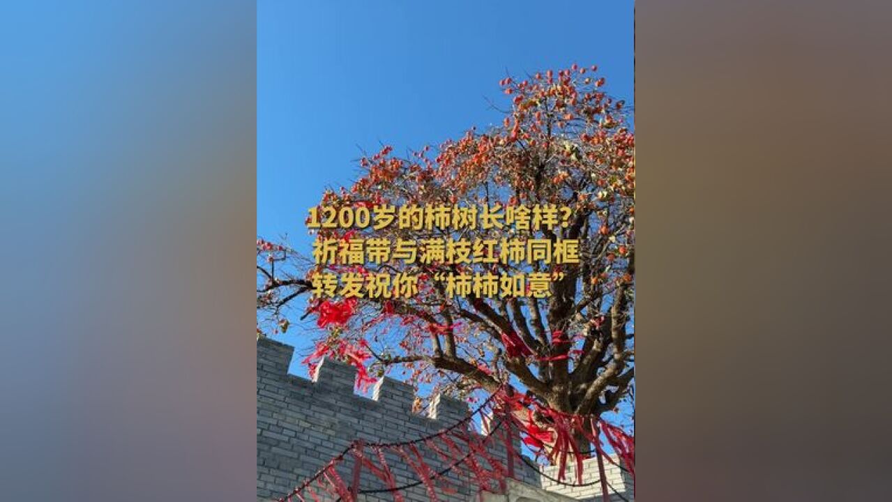 1200岁的柿树长啥样?近日,富平县曹村镇千岁柿树“柿寿星”硕果累累,祈福带与满枝红柿同框,意境拉满!