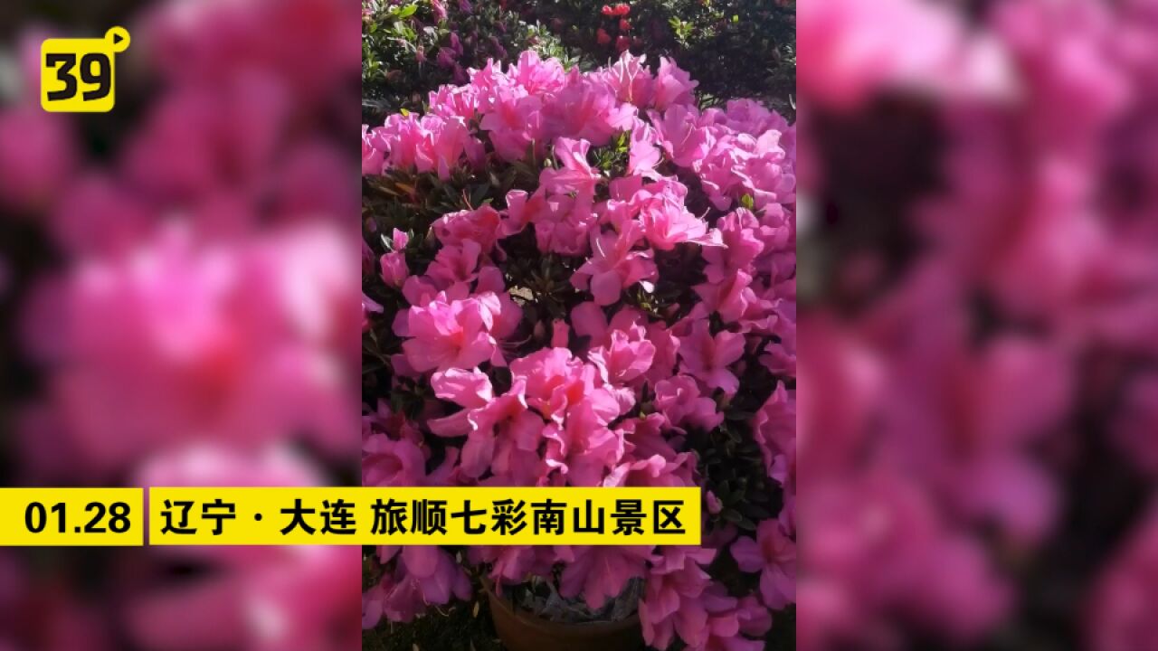 旅顺杜鹃花海中感受非遗文化