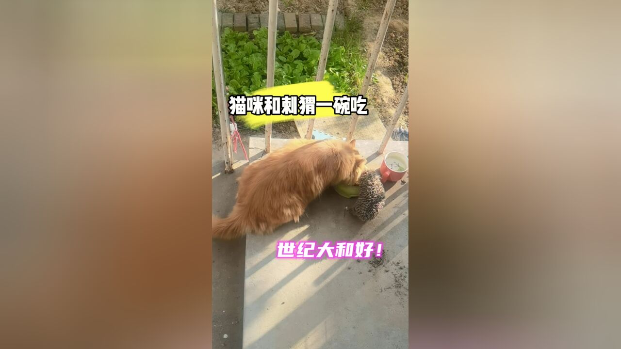 猫咪刺猬大和好,俩人一碗吃饭嘎嘎香,真值得表扬!