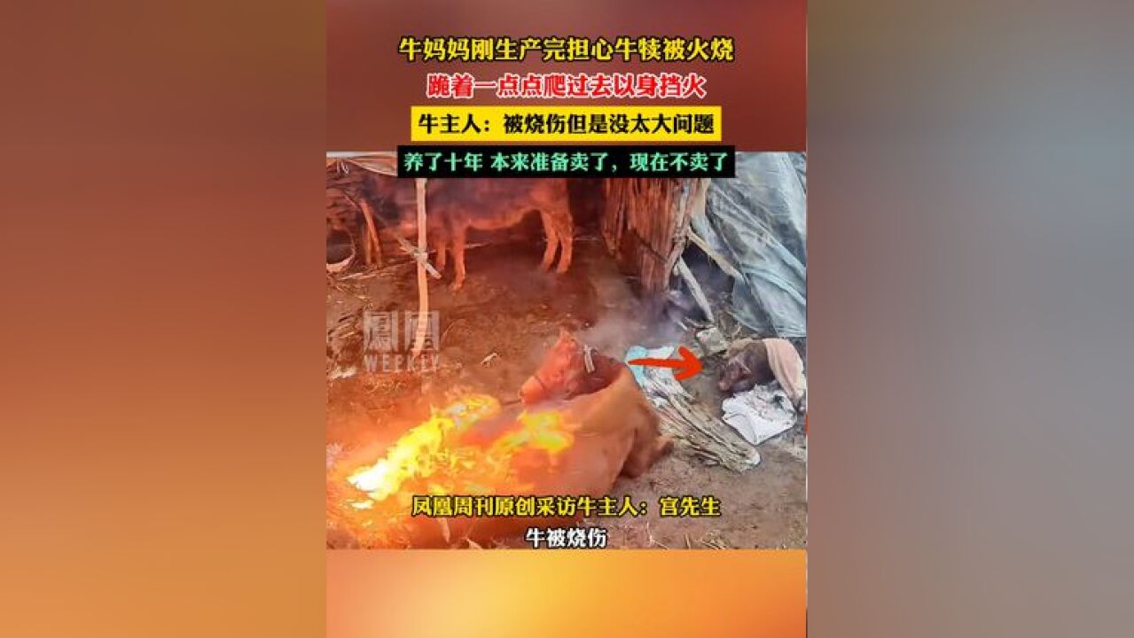 牛妈妈刚生产完担心牛犊被火烧,跪着一点点爬过去以身挡火