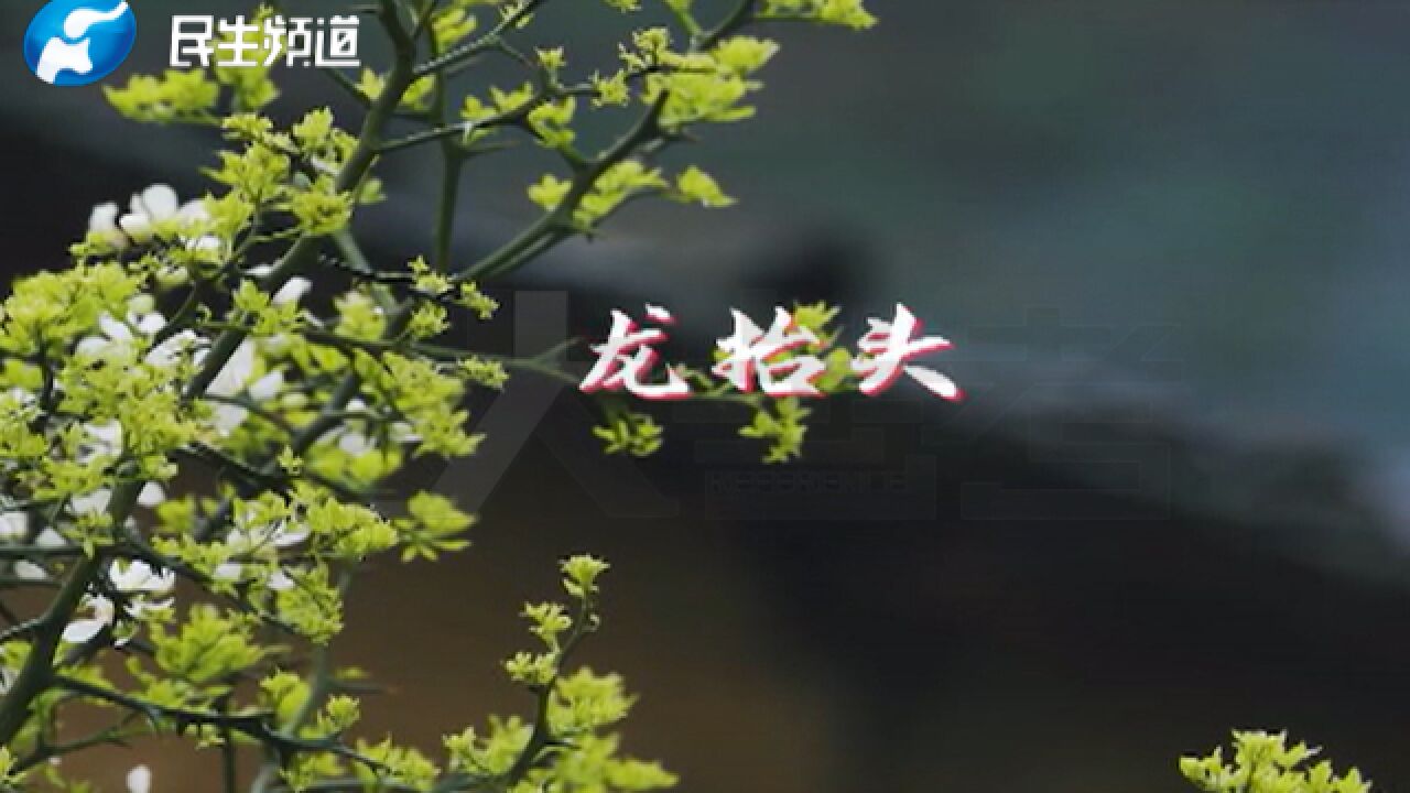 好年景,春开头!二月二龙抬头,大家小户使耕牛,春耕开始了