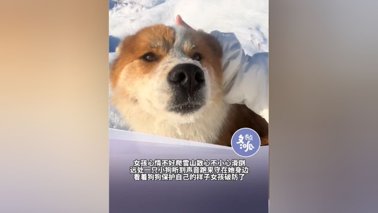 一名女生在阿勒泰爬雪山散心时,不小心滑倒,一只狗狗听到她的声音后,一路奔跑来到她身边,看着狗狗守在旁边保护自己的样子