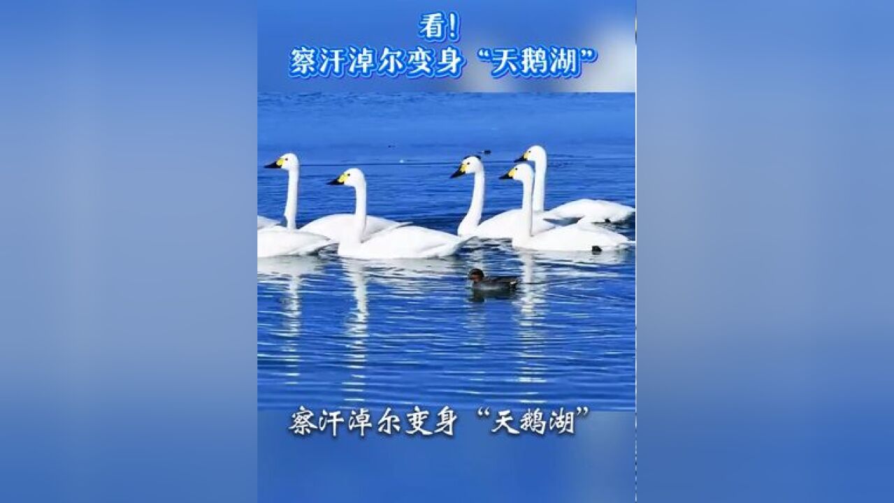 “冀”情山水 河北尚义察汗淖尔成为天鹅打卡地