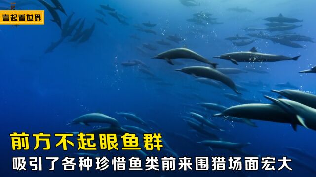 这些不起眼的鱼群竟然吸引了各种珍惜的海洋鱼类前来围猎场面异常宏大