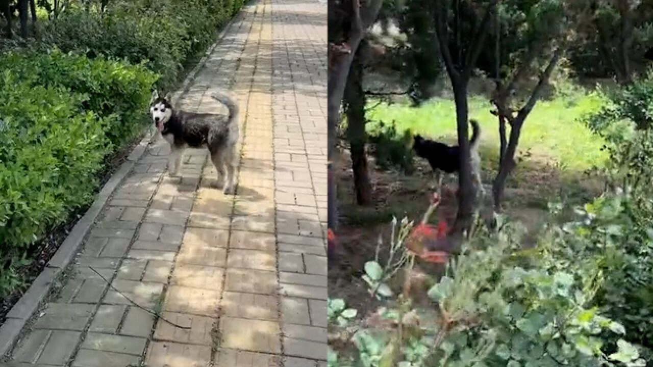 女子带狗遛弯,狗子闻着味找到草里蹲坑的人,被骂也不走让人笑疯