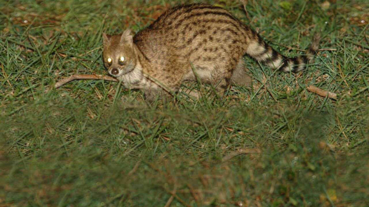 小灵猫首次现身广东中山,中国一级保护动物像猫不是猫,能散发奇香