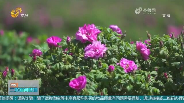 科技助力!14国花卉专家齐聚济南,为“山东花卉”发展建言献策