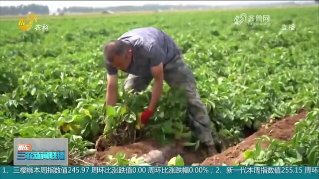 亩均产值过万元!莱西土豆大丰收,远销全国各地,农民收入倍增