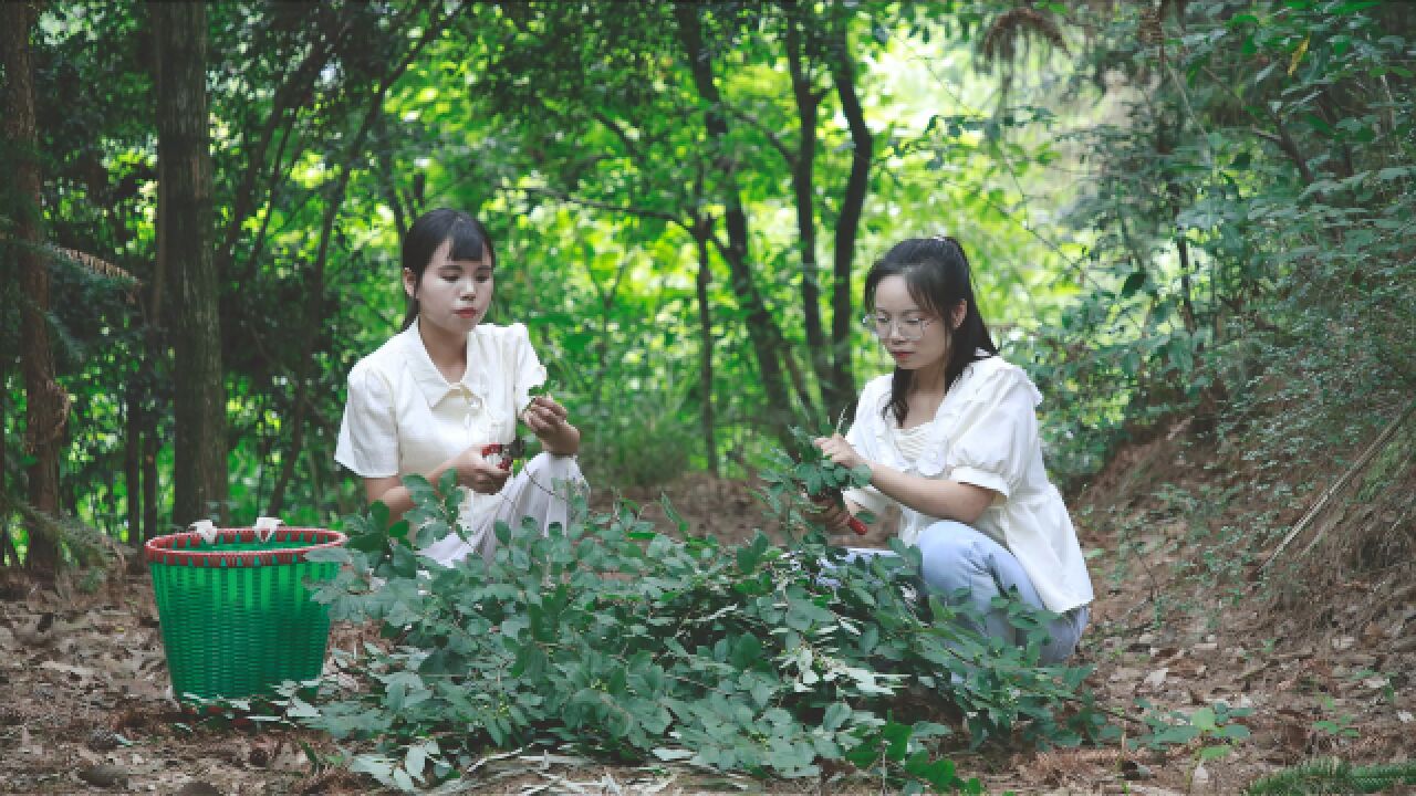 木姜子这种调料,是大山赐予山民的礼物