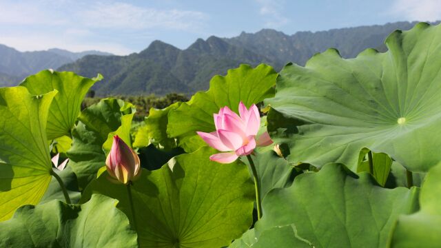 夏日秦岭山村:荷花盛开,秧苗青青,鲜桃飘香,山水田园美如画