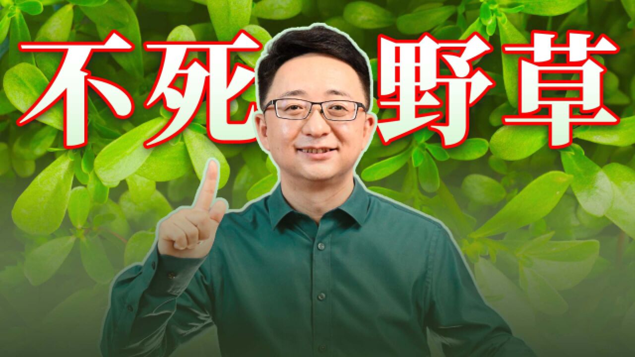 不死草马齿笕是什么来头?我国古代农民曾因它而“面朝黄土背朝天”?