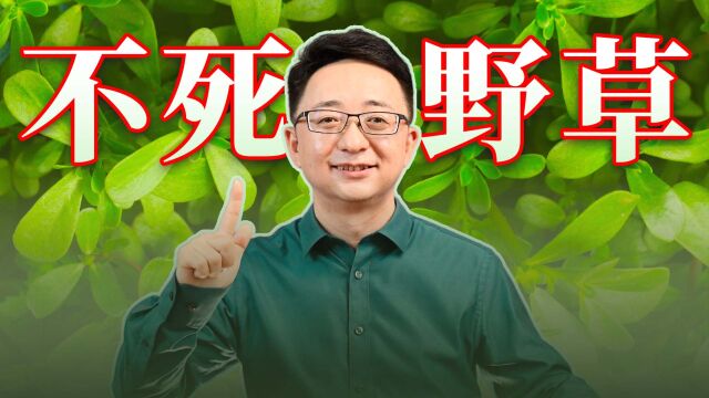 不死草马齿笕,让农民面朝黄土背朝天的,就是因为它!