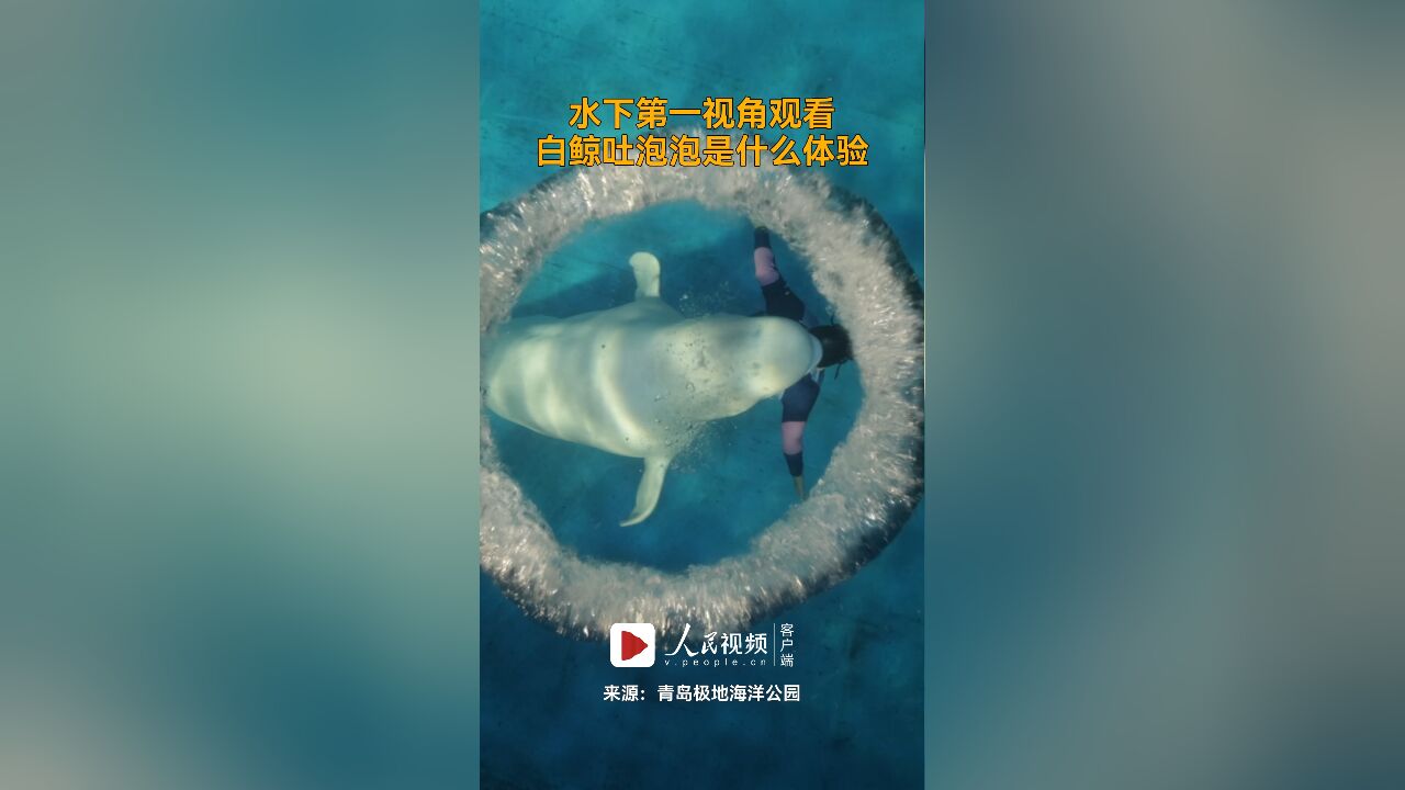 水下第一视角观看白鲸吐泡泡是什么体验