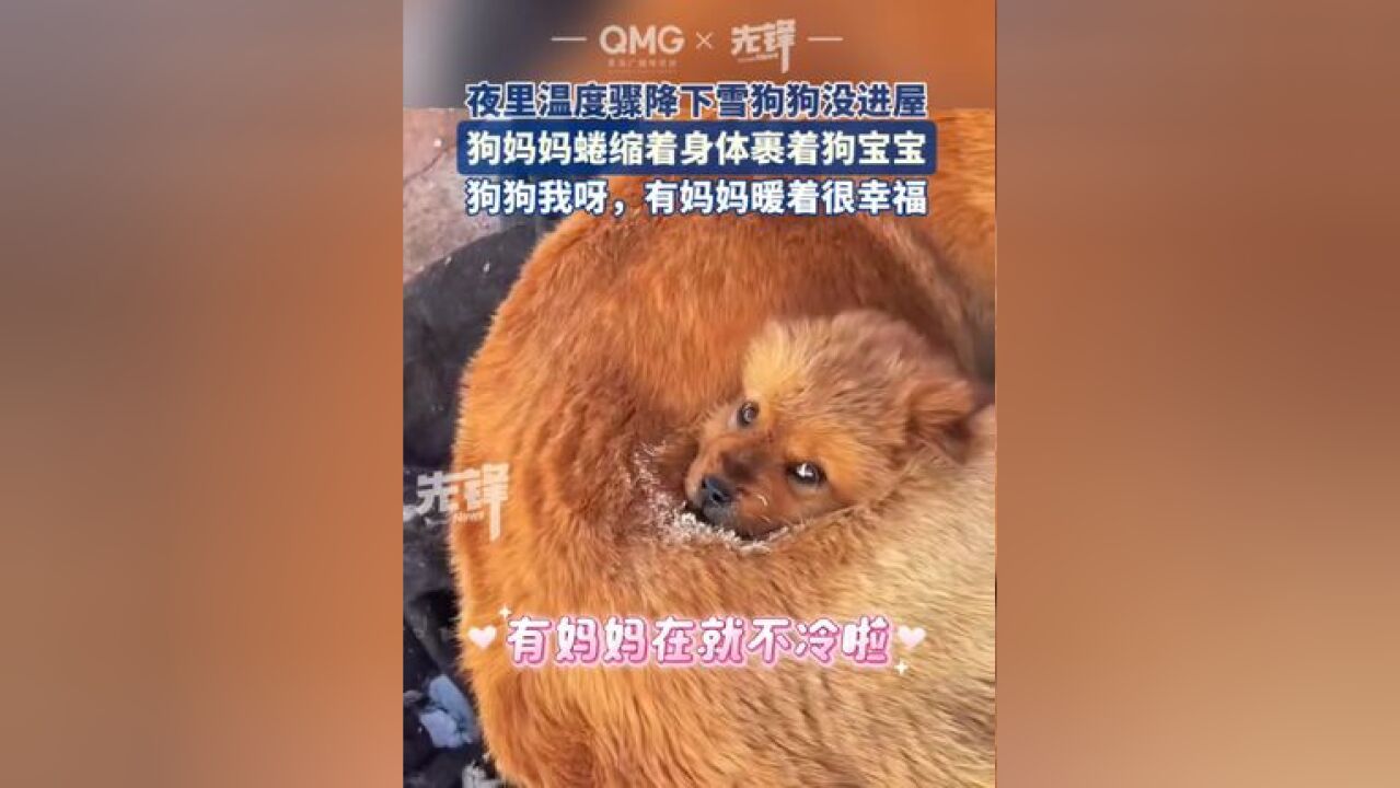 狗狗我呀,有妈妈暖着真的很幸福