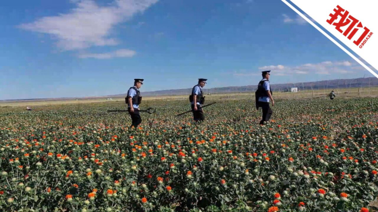 采摘季节红花连成一片浪漫花海 民警将“普法套餐”送达花田