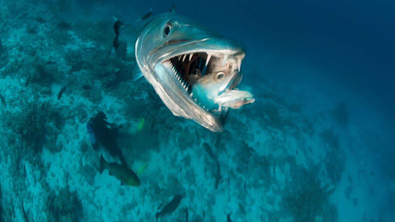 北海浴场伤人生物是魣?俗称海狼的掠食者超迅猛,曾造成相似伤口