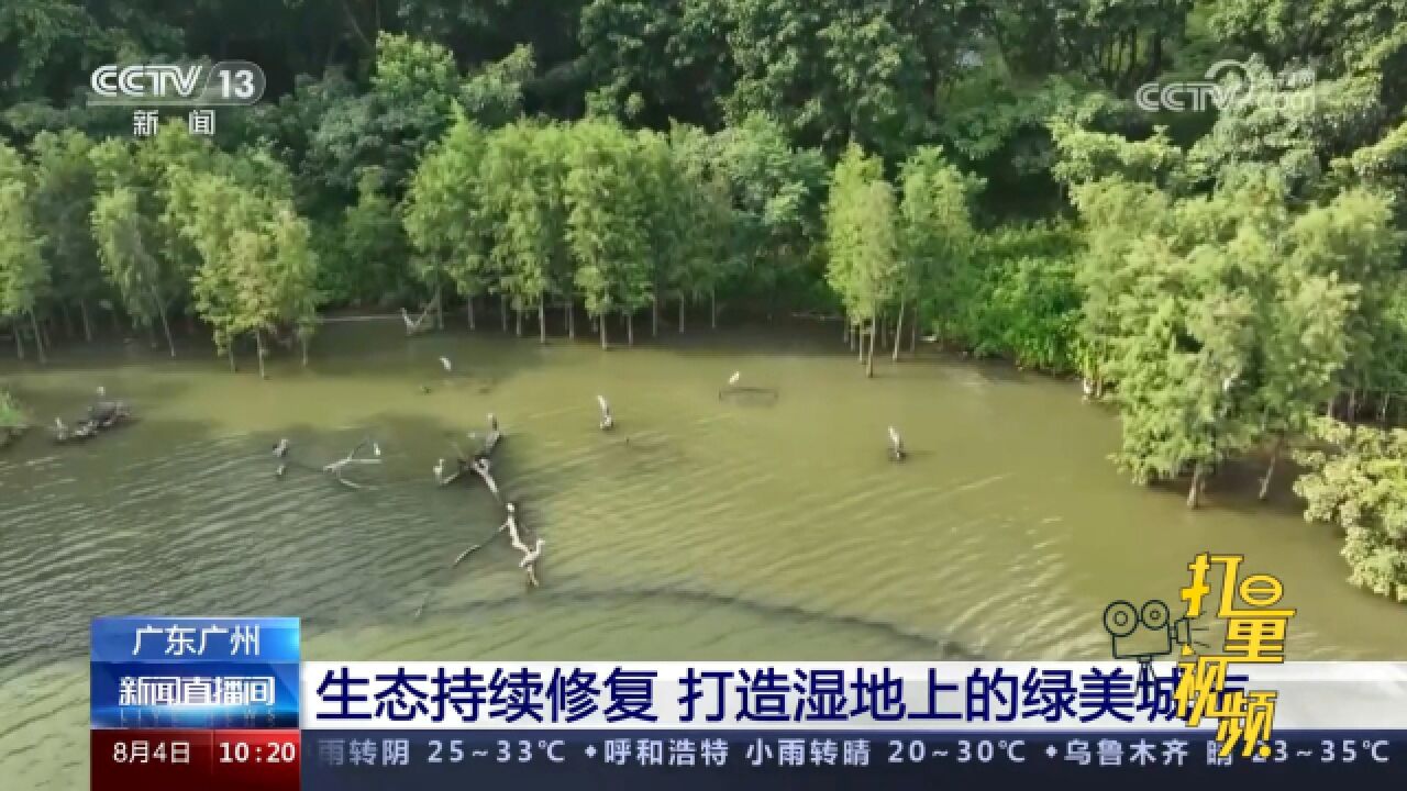 广东广州:生态持续修复,打造湿地上的绿美城市