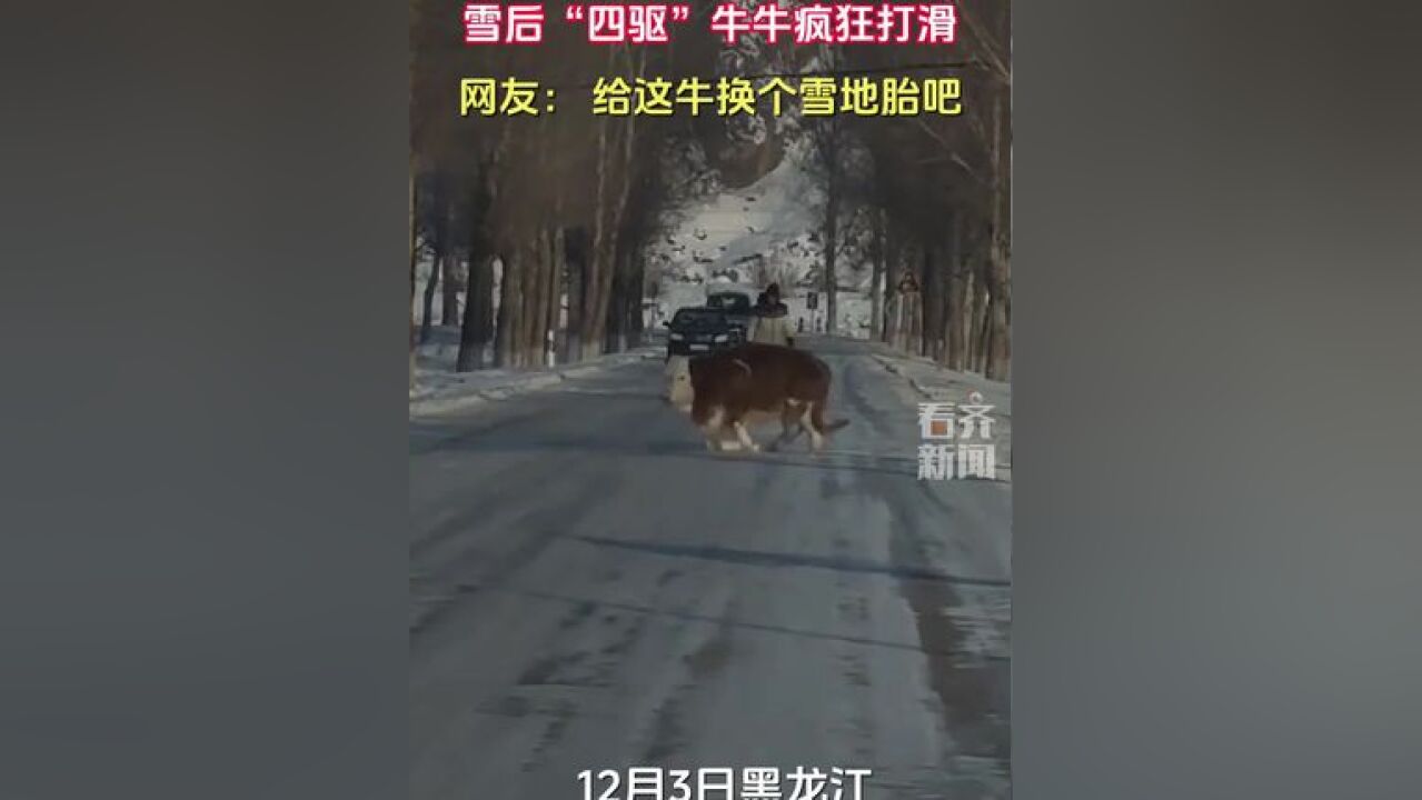 雪后“四驱”牛牛疯狂打滑