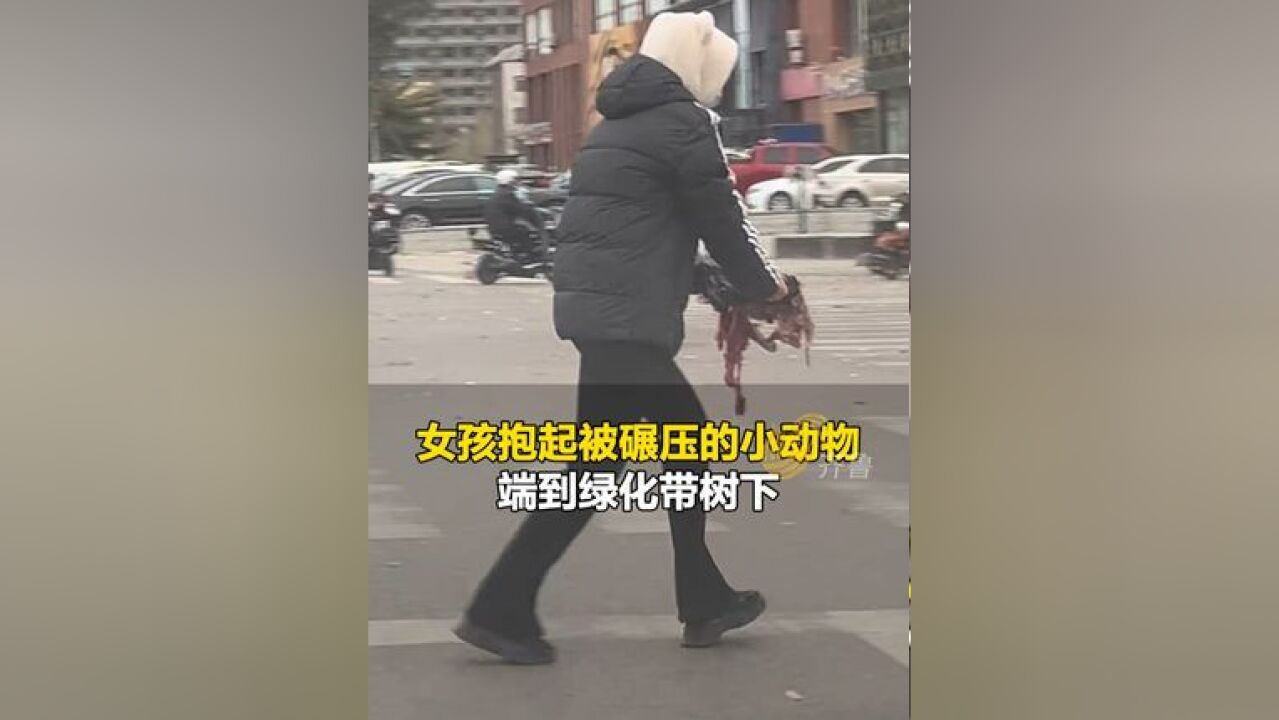 12月2日,山东,马路中央一小动物被碾压死亡,女孩趁红灯抱起,端到绿化带树下,“她心里肯定也很害怕 但善良占了上风”