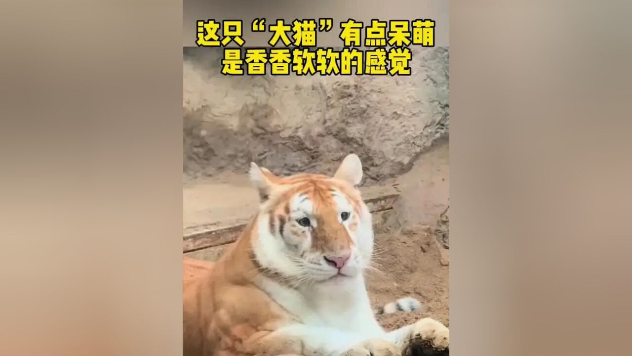 这只“大猫”有点呆萌,是香香软软的感觉~