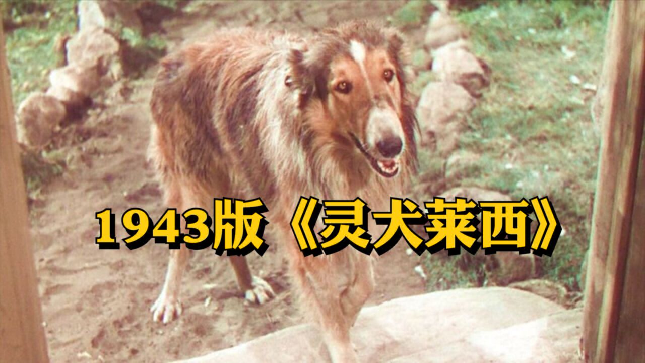 狗狗被主人卖掉,狂奔1000多公里,只为回家的泪目故事.1943版《灵犬莱西》