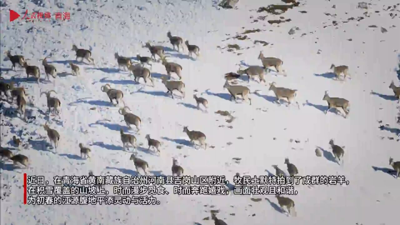 青海省河南县:成群岩羊在雪山腹地奔跑撒欢