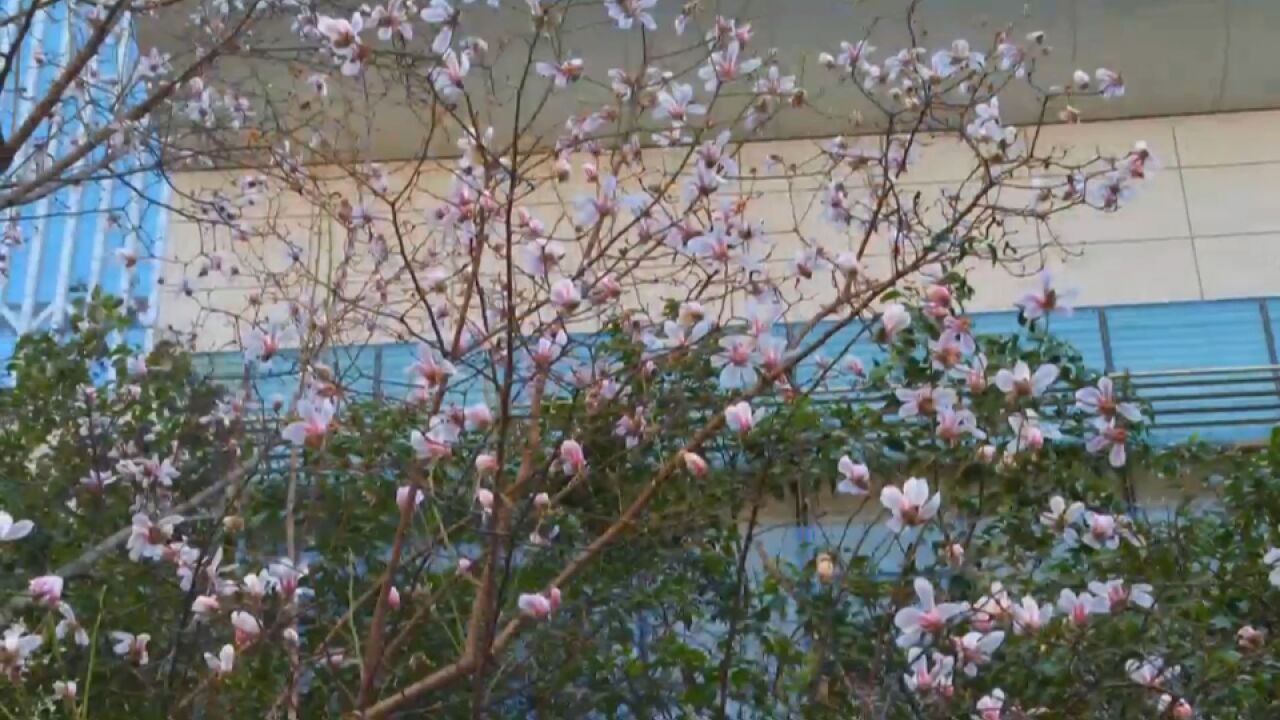 高新区 玉兰花盛开 芬芳满园春