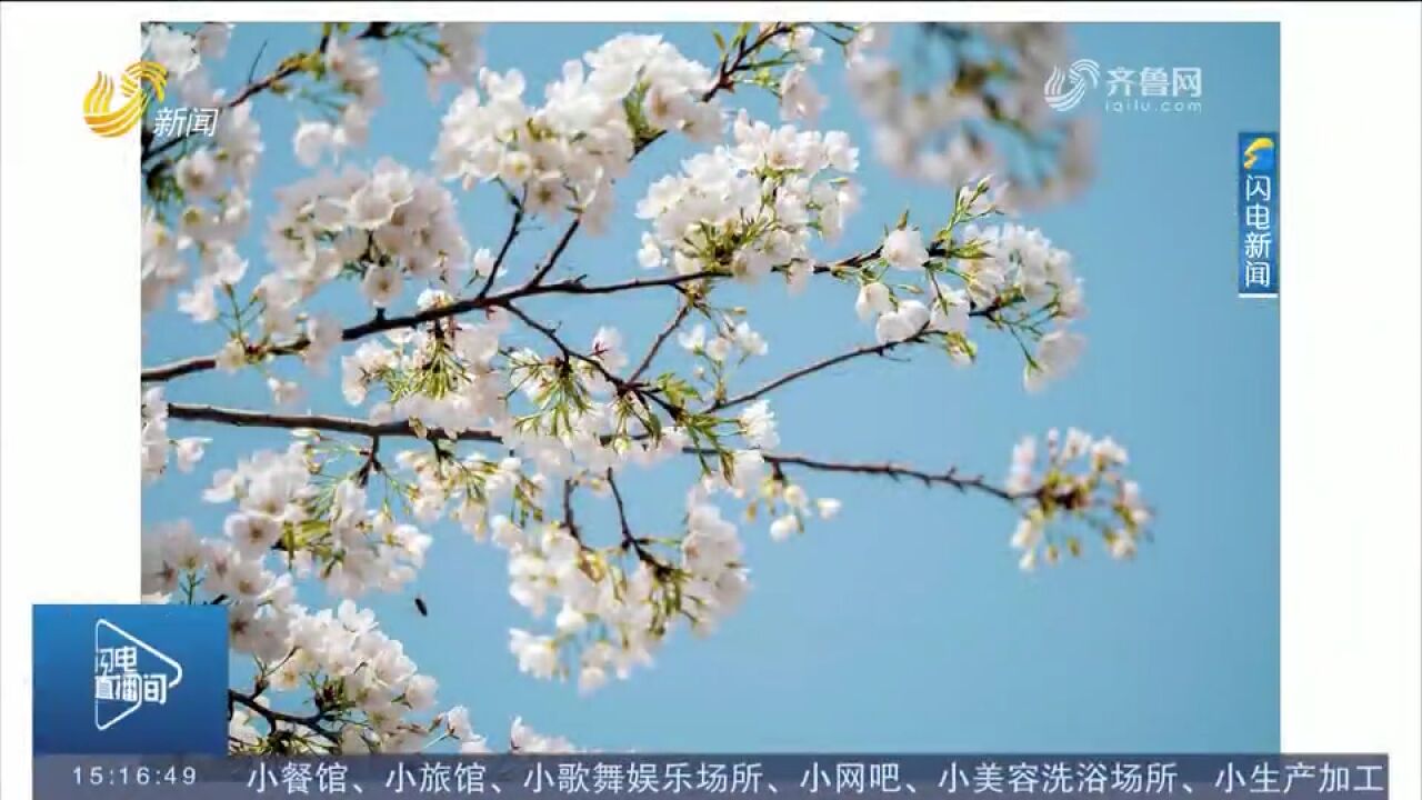 春日寻花!各地春花相继绽放,跟随摄影记者一起寻找美景定格春天