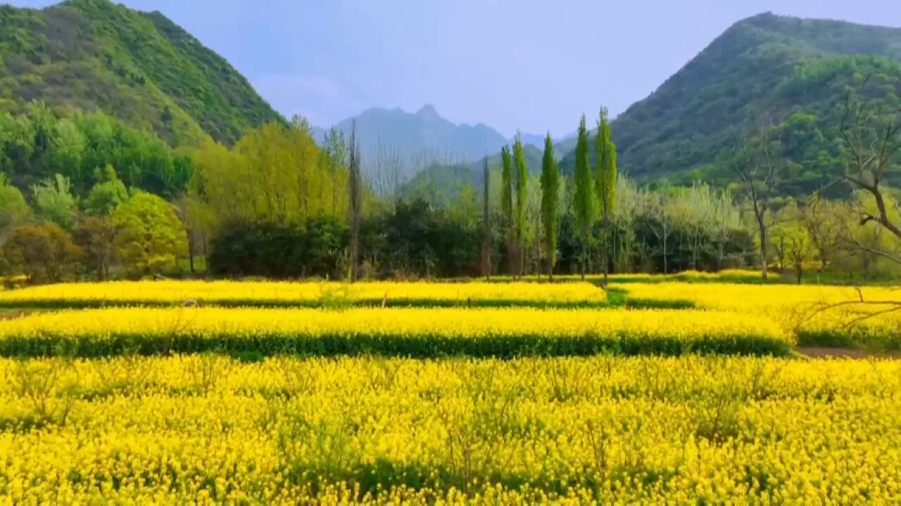 春光作序 油菜花田