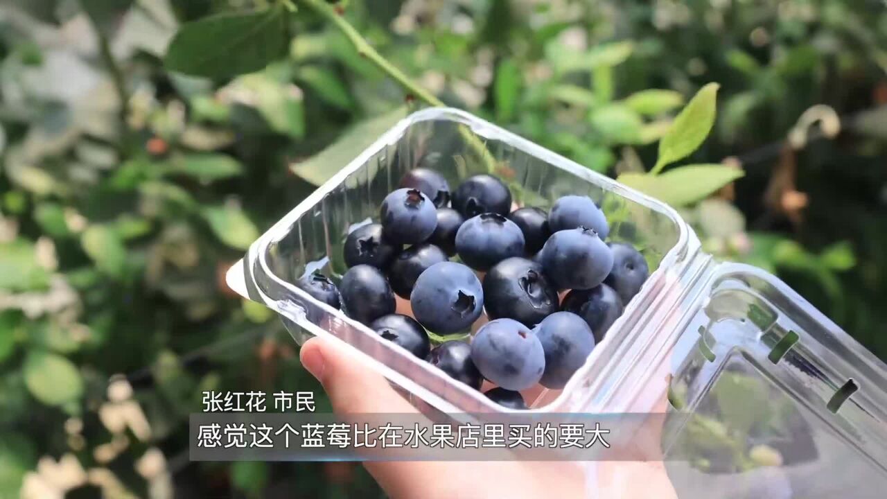 惠民:蓝莓喜获丰收 游客共享“莓”好时光