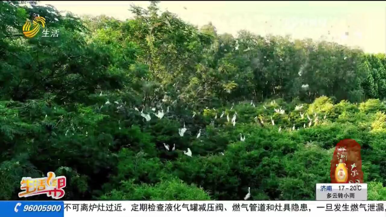 黄河之滨白鹭于飞!来东明黄河国家湿地公园,看不一样的生态美景