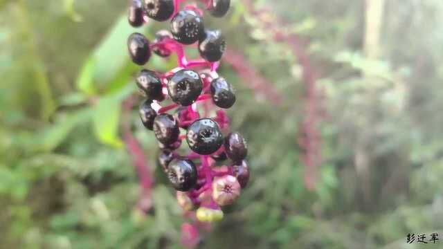 这个植物既是一种药材,全草还可作农药,您知道是什么吗