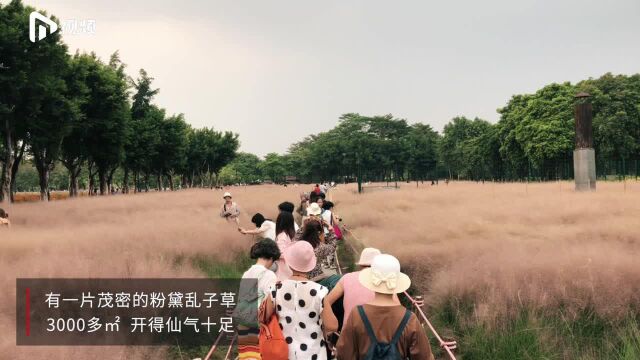 梦幻粉色粉黛乱子草花开的季节,错过又要等一年