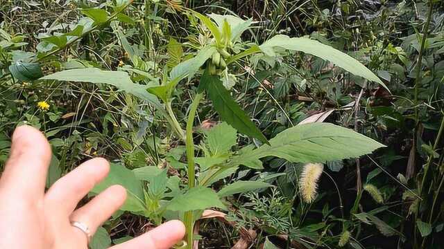 农村常见的野菜:野茼蒿,你都知道它有什么食用价值吗?了解一下