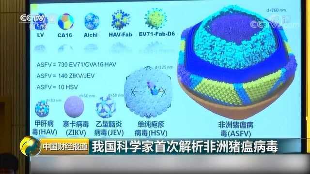 厉害了!中国解析出非洲猪瘟病毒结构