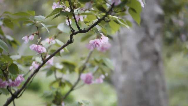 古琴曲《杏花天影》琴曲教学整曲示范 弹唱:葛勇