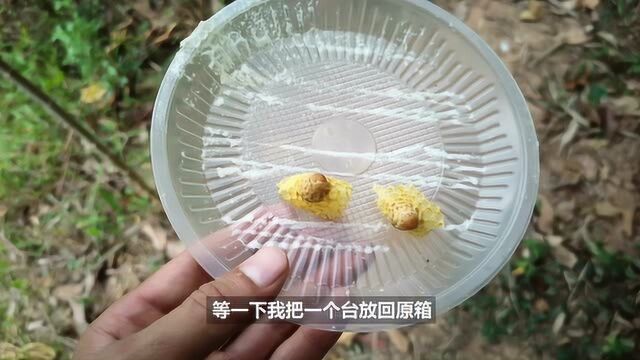 蜜蜂的自然王为什么好?因为自然王台少,基本都是两个一群