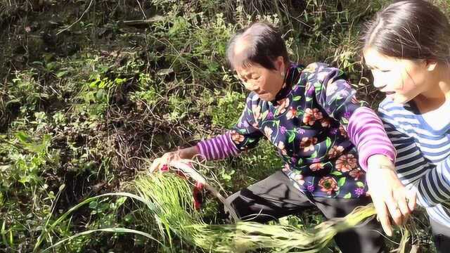 小伙上山割龙须草,奶奶说它搓出来的绳子能抬大石头,还能编蓑衣