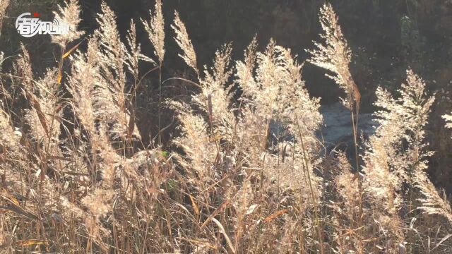 美不胜收 石景山南马场水库秋意正浓