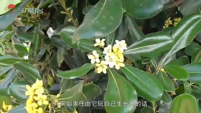 又观花又观果,美丽的海桐盆景,养护也很简单!