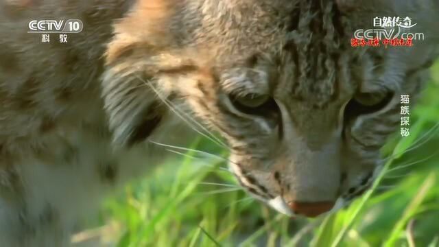 猪鼻蛇虽然无害,但遇到危险时仍然会攻击敌人,实在不行就装死